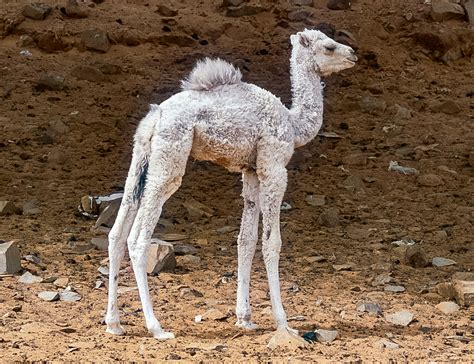 A baby camel was born this morning (February 22nd, 2022) in Germany’s@AllwetterzooMS. Mama Shaya and the calf are doing well. Both survived the birth without...